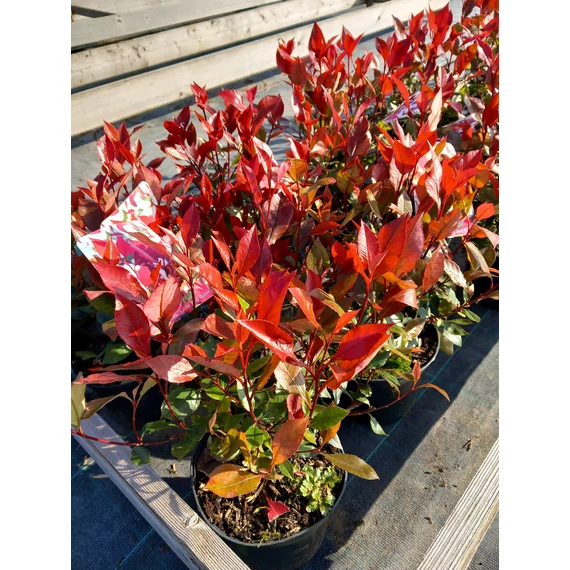 Photinia fraseri 'Little Red Robin' - korallberkenye - CS14