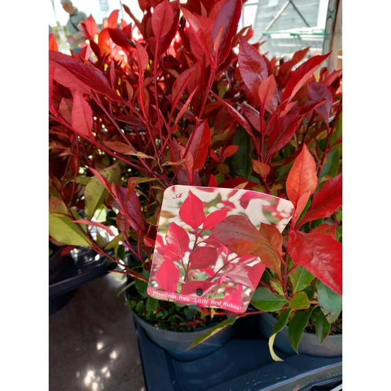 Photinia fraseri 'Little Red Robin' - korallberkenye - CS17