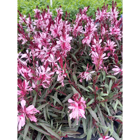 Gaura lindheimeri 'Graceful Pink' - évelő díszgyertya - CS12