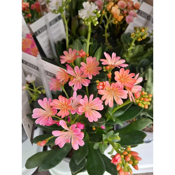 Lewisia cotyledon 'Elise Mix' – változékony dohánygyökér - CS12