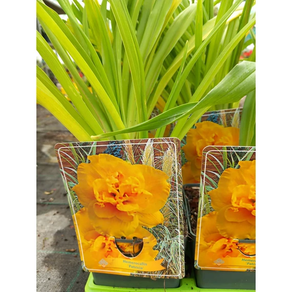 Hemerocallis 'Patricia' - sásliliom - CS11