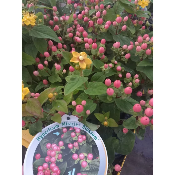 Hypericum 'Miracle Blossom' - orbáncfű - CS15