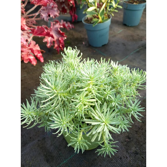 Sedum forsterianum 'Oracle' – csomóslevelű varjúháj - CS12