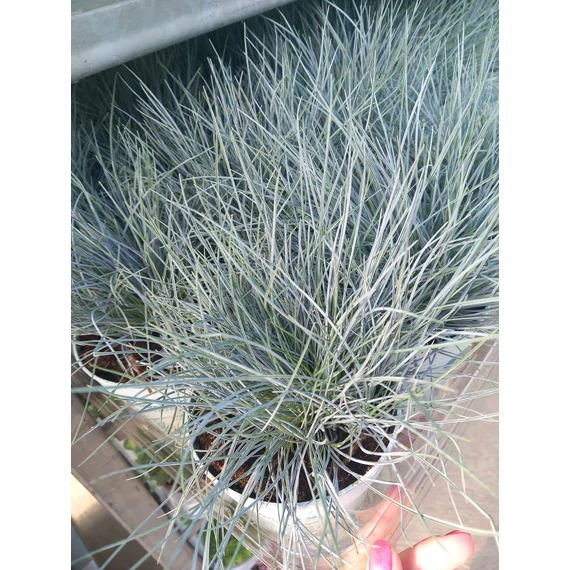 Festuca glauca 'Elijah Blue' - kék deres csenkesz - CS10,5