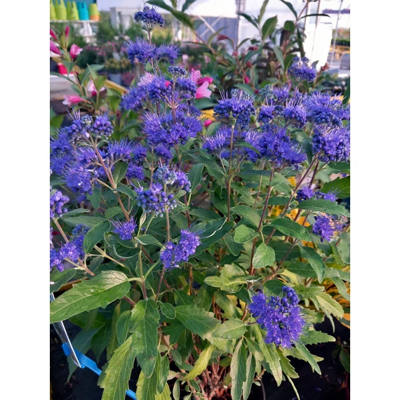 Caryopteris clandonensis 'Grand Blue' - kékszakáll - CS21