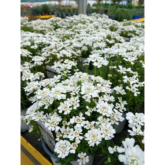 Iberis sempervirens 'Whiteout' – örökzöld tatárvirág - CS12