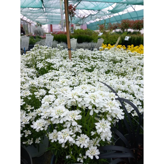 Iberis sempervirens 'Whiteout' – örökzöld tatárvirág - CS12