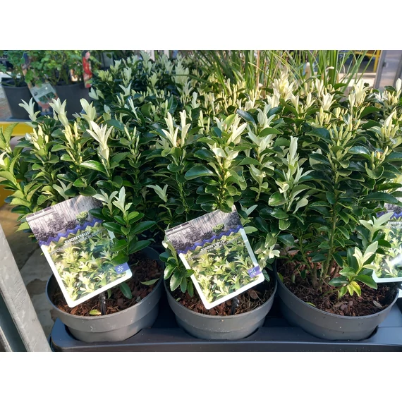 Euonymus japonicus 'Paloma Blanca' - kecskerágó - CS17