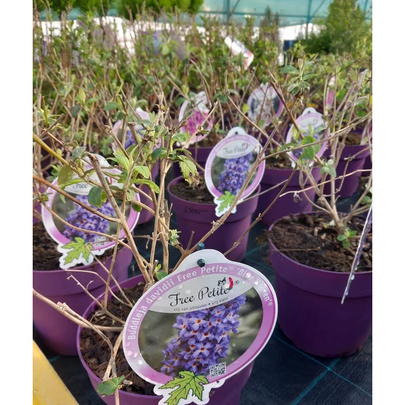 Buddleja davidii 'Free Petite Blue Heaven' - nyári orgona - CS17