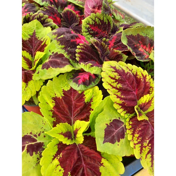 Coleus Mix- díszcsalán - CS14