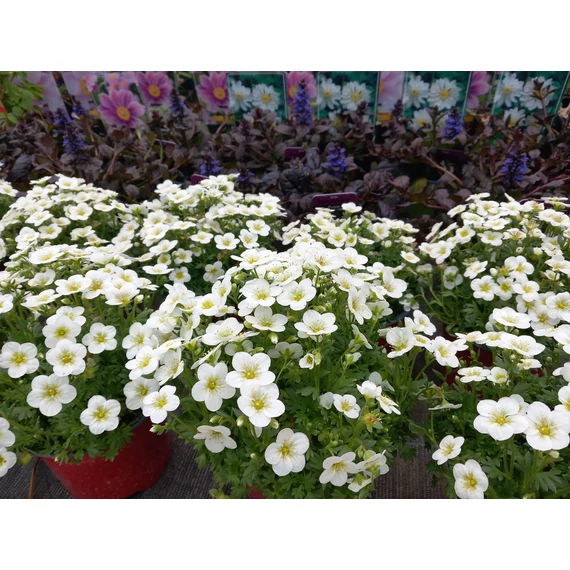 Aubrieta hybrida Axcent White– pázsitviola - CS12