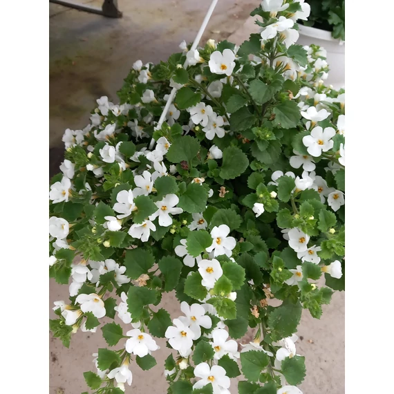 Bacopa 'Bahia White Sand' - bakopa - CS12