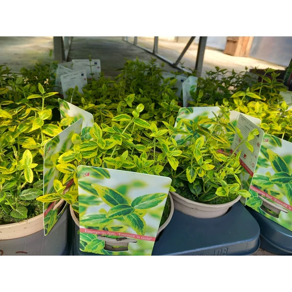 Euonymus fortunei Emerald'n Gold - aranytarka kecskerágó - CS13