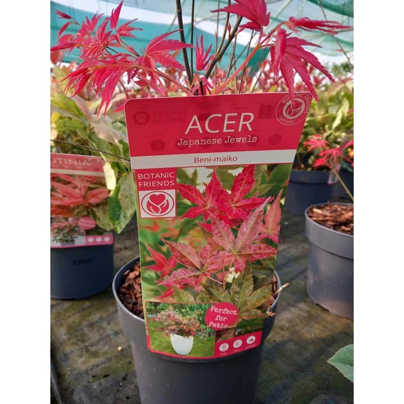 Acer palmatum 'Beni maiko' - japán juhar - CS19