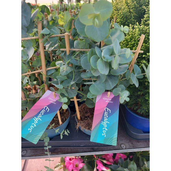 Eucalyptus gunnii - eukaliptusz - CS12