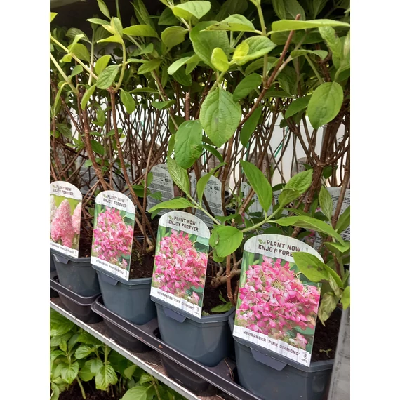 Hydrangea paniculata 'Pink Diamond' - bugás hortenzia - CS13