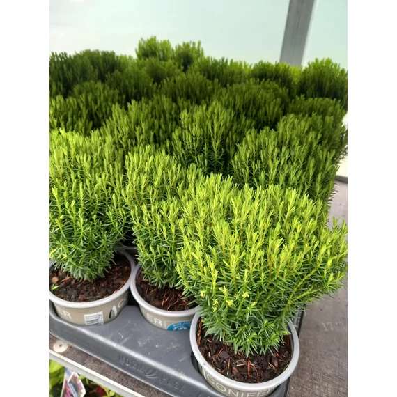 Thuja occidentalis 'Teddy' - törpe gömbtuja - CS9