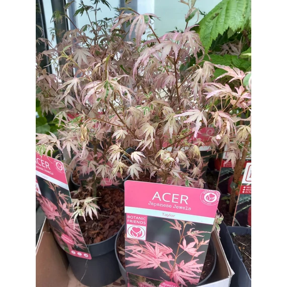 Acer palmatum 'Taylor' - juhar - CS19