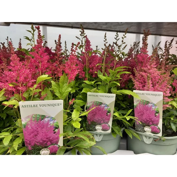 Astilbe arendsii 'Pink'- kerti tollbuga - CS17