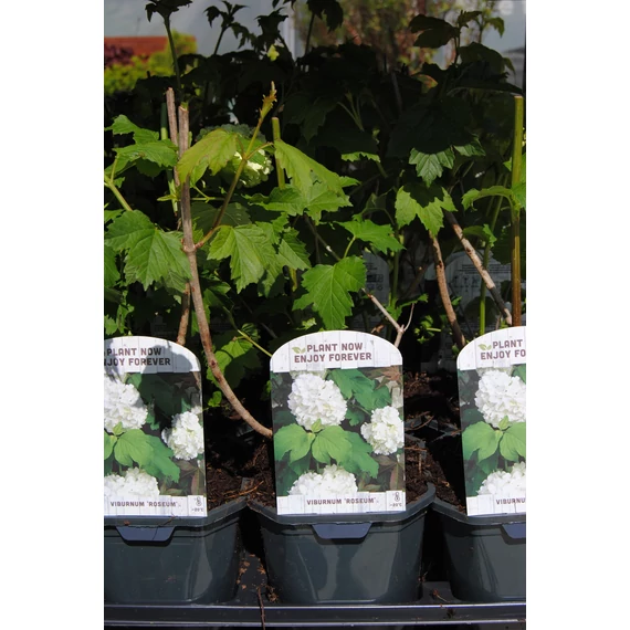 Viburnum opulus 'Roseum' - labdarózsa - CS15