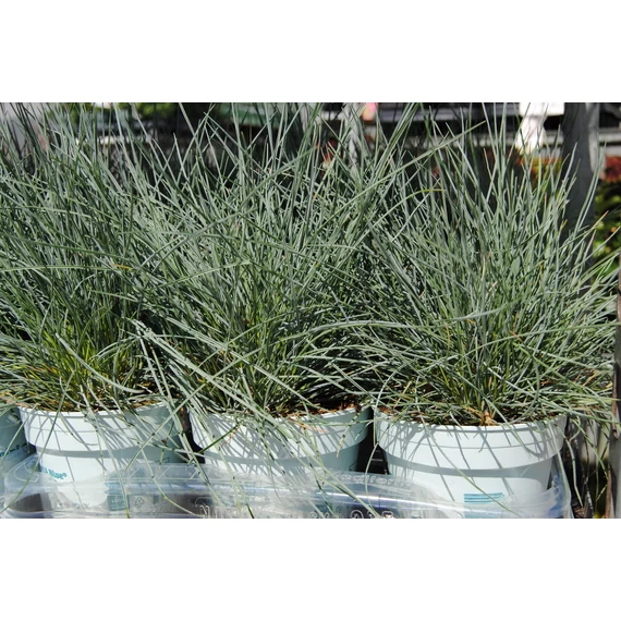 Festuca glauca 'Elijah Blue' - kék deres csenkesz - CS10,5