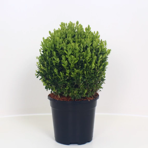 Buxus sempervirens - bukszus, puszpáng