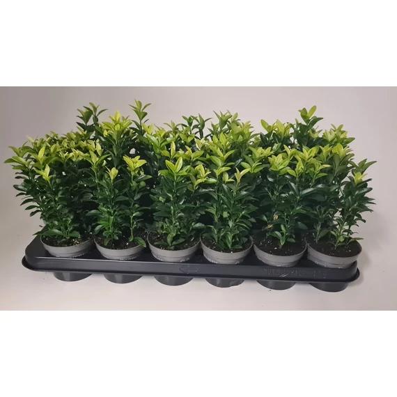 Euonymus japonicus  'Francien' - japán kecskerágó CS9