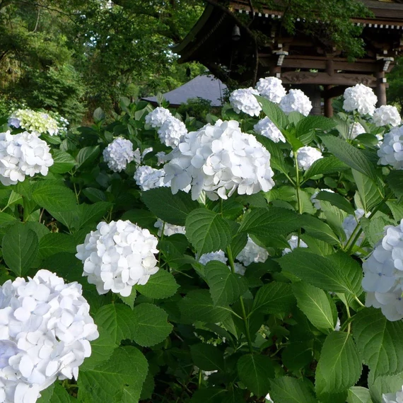 Hydrangea macrophylla 'Soeur Thérése' - kerti hortenzia - CS17