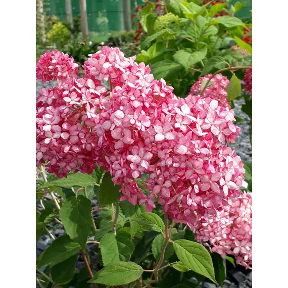 Hydrangea arborescens 'Pink Annabelle' - cserjés hortenzia - CS19
