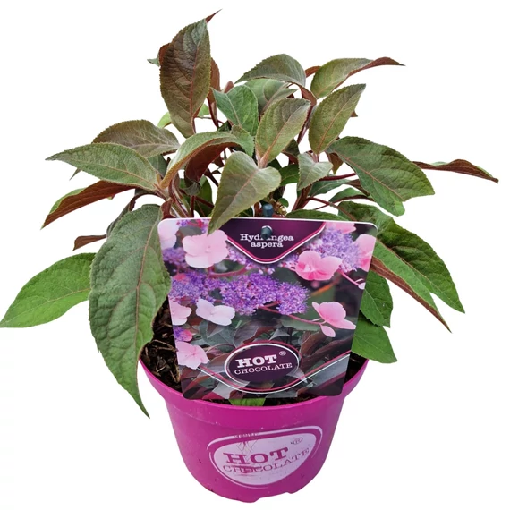 Hydrangea aspera - érdeslevelű hortenzia