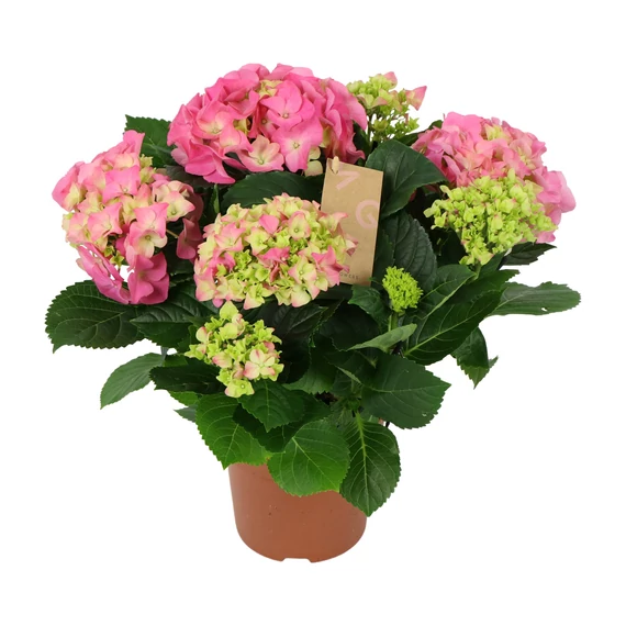 Hydrangea macrophylla 'Early Rosa' - kerti hortenzia - CS14