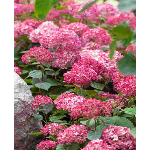 Hydrangea arborescens 'Pink Annabelle' - cserjés hortenzia - CS19