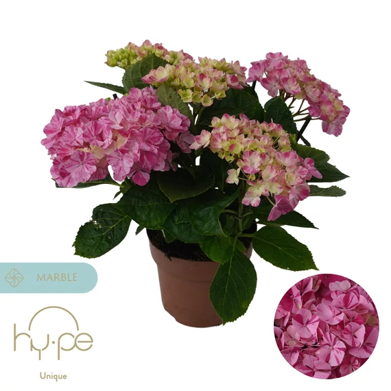 Hydrangea macrophylla 'Sweet Campino' - kerti hortenzia