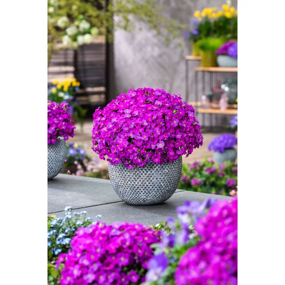 Aubrieta hybrida Axcent Purple– pázsitviola - CS12