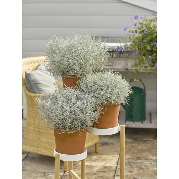 Calocephalus 'Whimsy Silver' - drótvirág  -  CS12