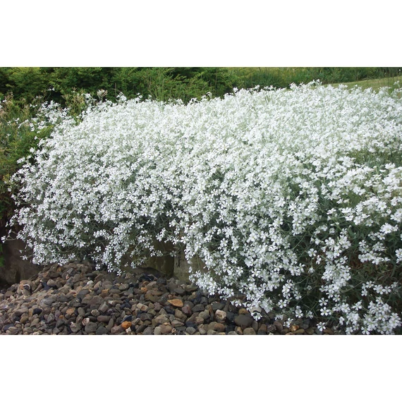 Cerastium tomentosum – molyhos madárhúr - CS12
