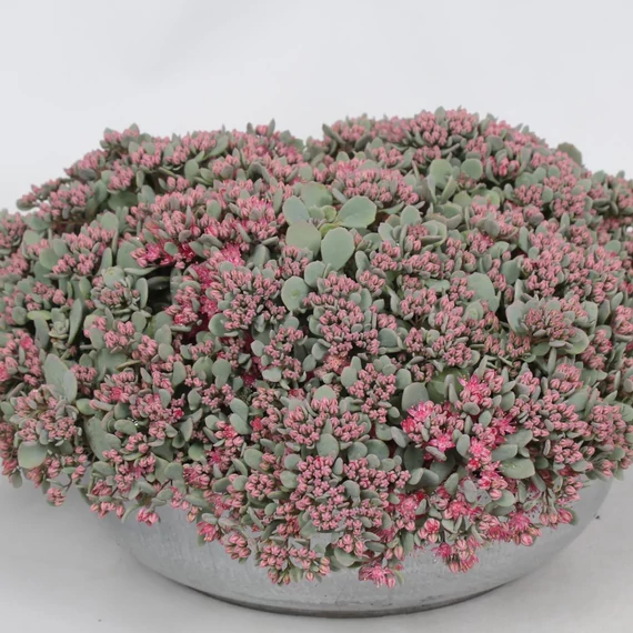 Sedum cauticola 'Lidakense' – japán varjúháj - CS12