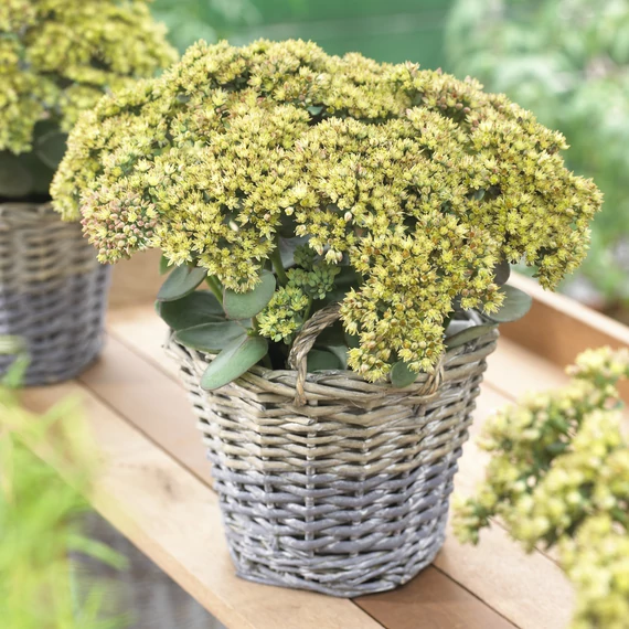 Sedum telephium 'Seduction Yellow Delicat' – varjúháj - CS17