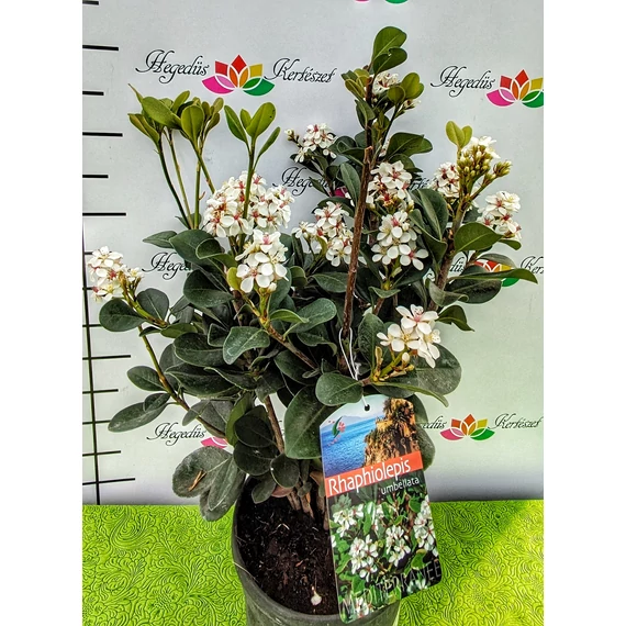 Rhaphiolepis umbellata - díszgalagonya - CS19