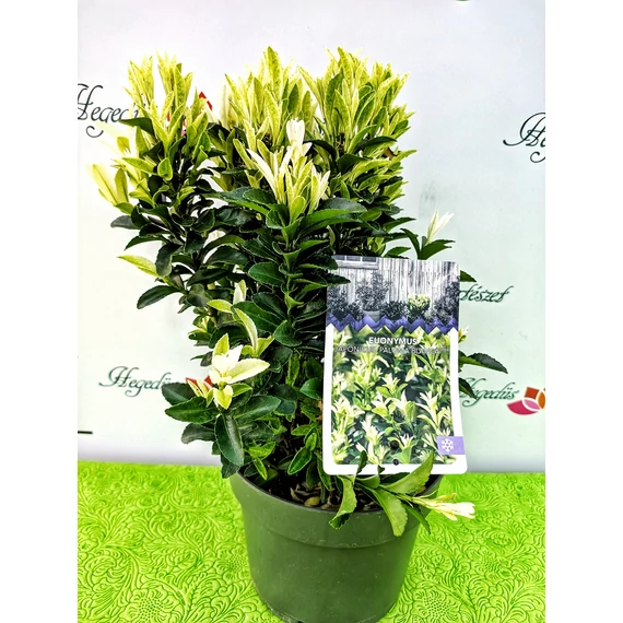 Euonymus japonicus 'Paloma Blanca' - kecskerágó - CS17