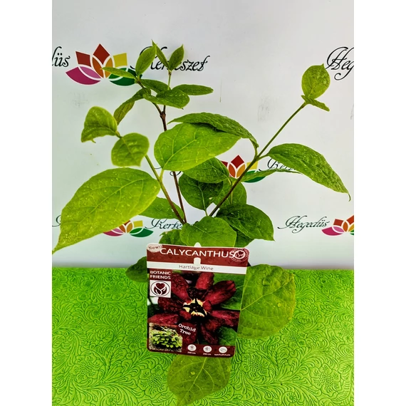 Calycanthus raulstonii 'Hartlage Wine' - illatos fűszercserje - CS13