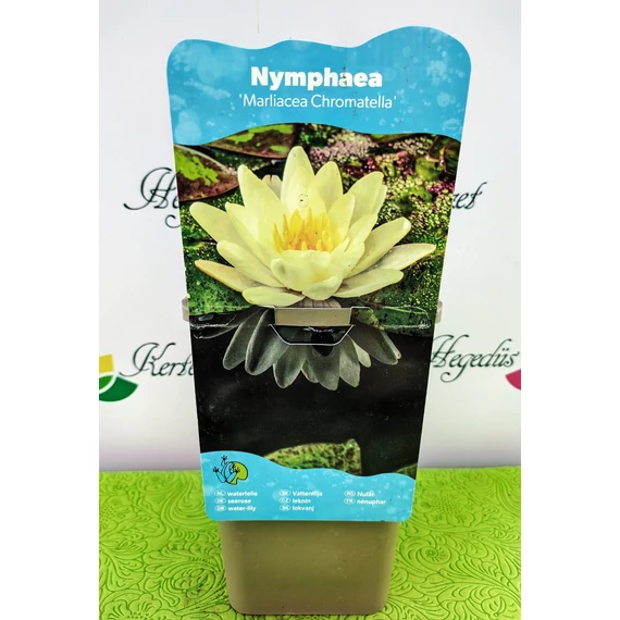 Nymphaea 'Marliacea Chromatella' - tavirózsa - CS11