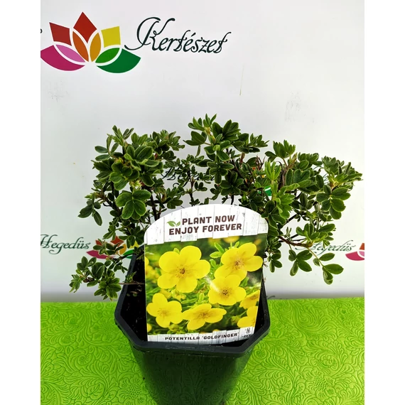Potentilla fruticosa 'Goldfinger' - cserjés pimpó - CS17