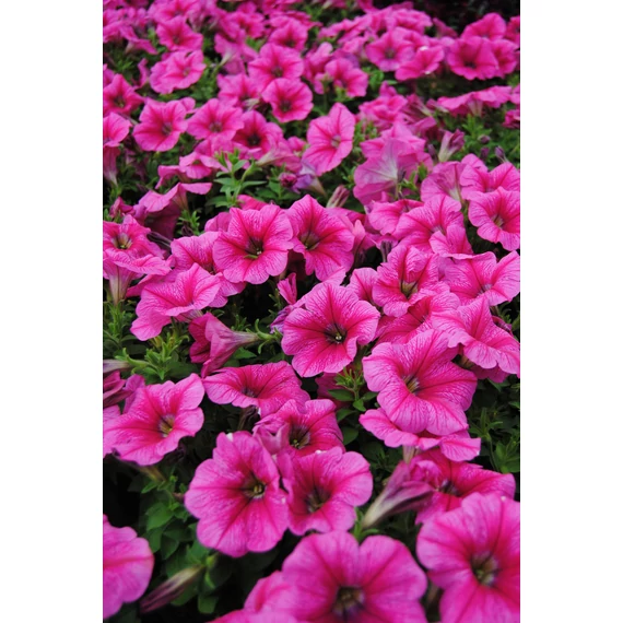 Petunia hybrida 'Rose Gem' - petúnia - CS12