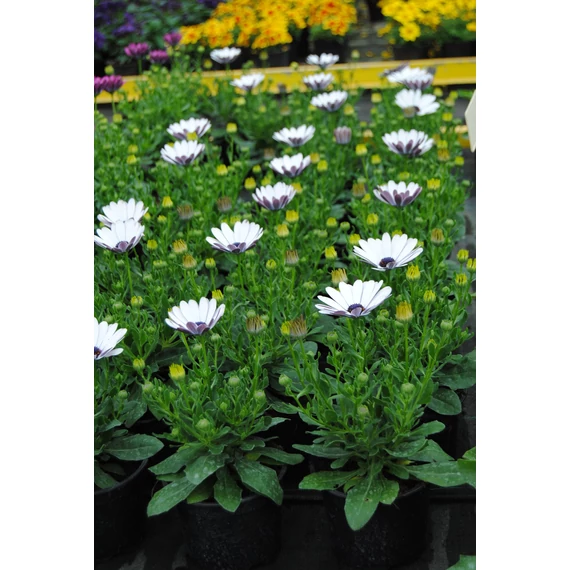 Osteospermum ecklonis 'Margarita White 2022' - cseppecske virág - CS12