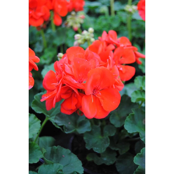 Pelargonium zonale 'Scarlet/Red' – bokor vagy álló muskátli - CS12