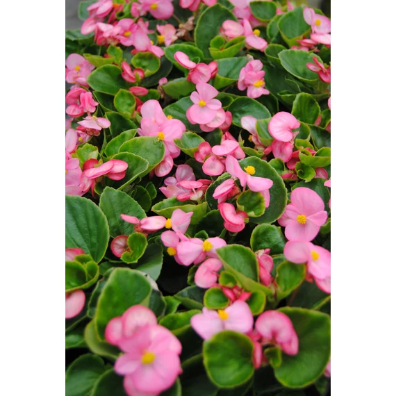 Begonia semperflorens - zöld levelű, rózsaszín cukorvirág - CS9