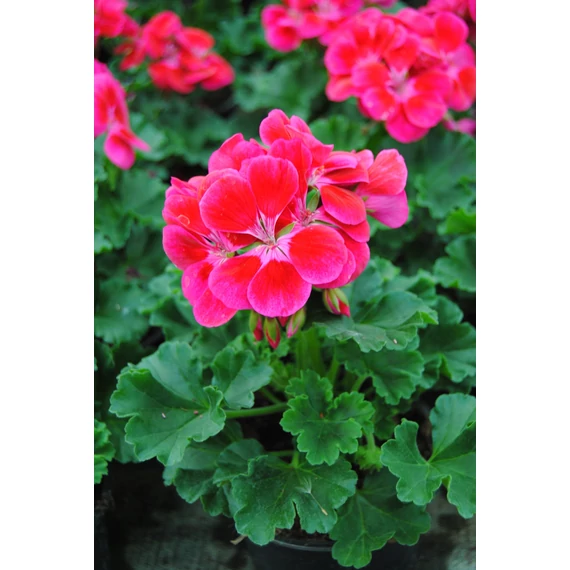 Pelargonium zonale 'Dolce Vita Mia/Purple Eye' – bokor vagy álló muskátli - CS12