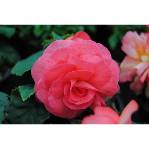 Begonia x tuberhybrida 'Limitless Dark Rose' - gumós begónia - CS12