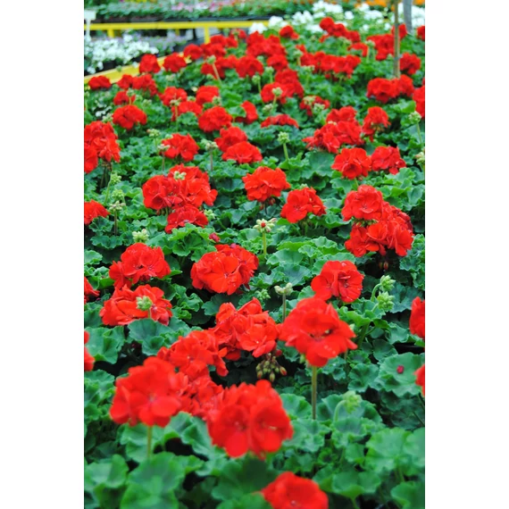 Pelargonium zonale 'Trend Sophie/Dark Red' – bokor vagy álló muskátli - CS12